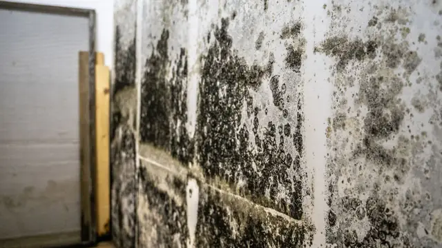Dark mold growth spread across a basement wall