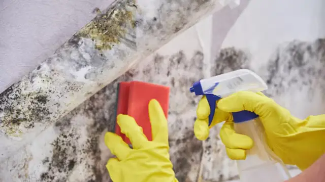 Gloved hands holding a spray bottle and a sponge against a moldy wall