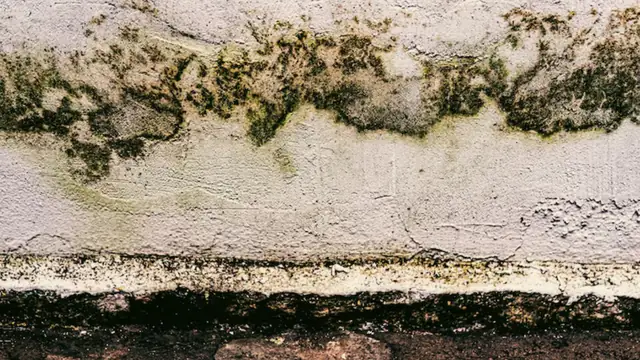 Green and black mold growing in a band along a painted wall