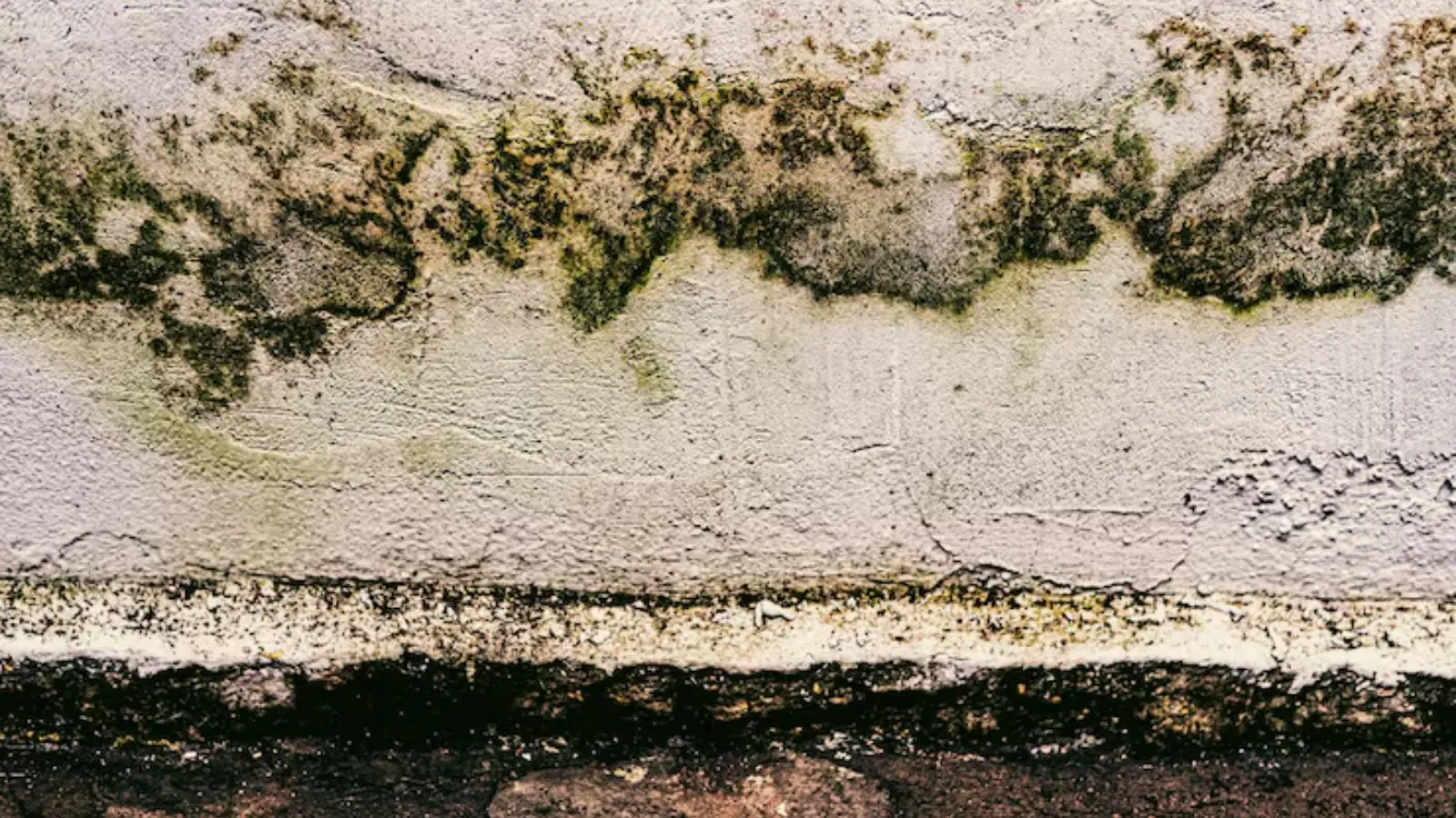 Green and black mold growing in a band along a painted wall